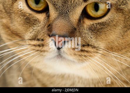 Ritratto di un gatto scozzese grigio dalle orecchie dritte, da vicino Foto Stock