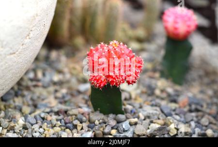 Gymnocalycium mihanovichii rosso cactus close up Foto Stock