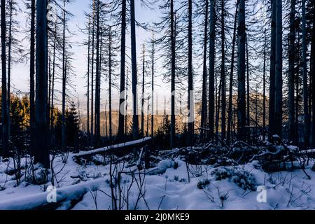 Montanari di Tatra in inverno. Vista sulle bianche vette innevate, sulle montagne invernali ghiacciate. Kasprowy Wierch, High Tatra, Polonia, Europa. Foto Stock