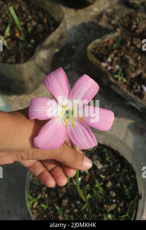 Questo è un tipo di giglio da pioggia gigante con una bella combinazione di colore rosa dolce, bianco e giallo. Questo giglio è la specie di Zephyranthes . Foto Stock