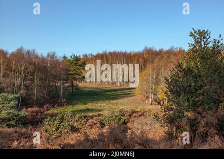 Ashdown Forest in un giorno autunnale suuny Foto Stock