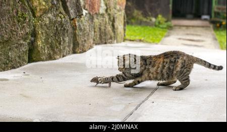 Gatto striato grigio a caccia del mouse. Gatto giovane che cattura un mouse. Foto Stock