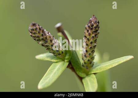 Il Willow in fiore (Salix integra Hakuro Nishiki) si catkins all'inizio della primavera. Primo piano. Dettaglio, Foto Stock