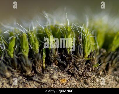 Sezione trasversale muschio (Bryophyta). Tagliare il muschio. Primo piano. Messa a fuoco selettiva. Foto Stock