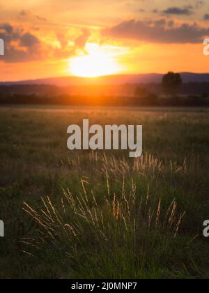 Erbacce secche in controluce. Profondità di campo. Fine di atmosfera estiva. Il tramonto. Foto Stock