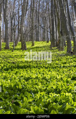 Aglio selvatico (Allium ursinum) foglie verdi nella faggeta. La pianta è anche conosciuta come ramsons, buckrams, aglio a foglia larga Foto Stock