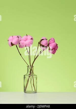 Vaso trasparente in vetro con un bouquet di fiori di cotone rosa su un tavolo bianco, sfondo verde Foto Stock