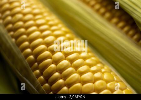 Primo piano della composizione di mais fresco Foto Stock