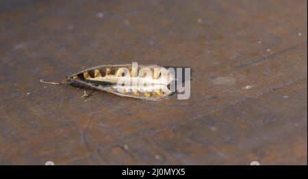 Cytisus scoparius (Sarothamnus scoparius) anche conosciuto come la scopa comune o scopa scopa cialda seme. Aprire il pod semi con i semi Foto Stock