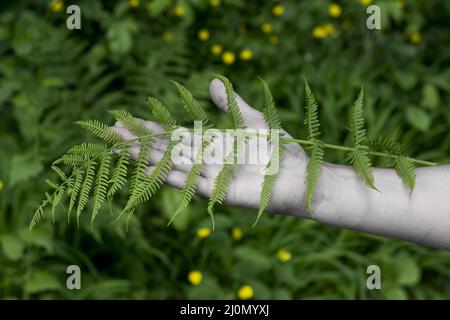 Donna irriconoscibile che tiene Lady fern (Athyrium filix-femina) lascia in mano. Mano femminile con foglie di madre-felce comune. Foto Stock