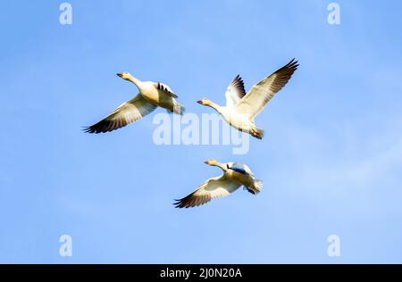 Tre oche della neve in volo Foto Stock