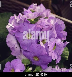 Primula perenne o primula nel giardino di primavera. Molla di fiori di primule, primula polyanthus. Viola primule nella primavera del bosco. Primule in primavera Foto Stock