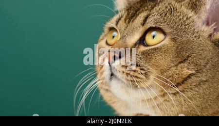 Ritratto di un gatto scozzese grigio dalle orecchie dritte adulto Foto Stock