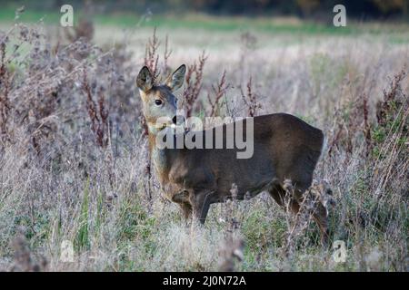 Capriolo europeo (Capreolus capreolus) in un campo di scrub Foto Stock