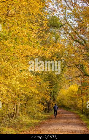 EAST GRINSTEAD, WEST SUSSEX, Regno Unito - NOVEMBRE 16 : Ciclismo al sole autunnale di prima mattina lungo la strada dei prati orientali Foto Stock