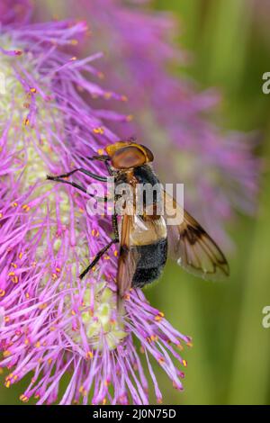 Volucella Pellucens la pellucide vola o la grande volata pied-hoverfly su una fioritura del Sanguisorba „Scapino“ Foto Stock