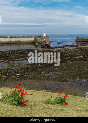 Il Seahouses Lifeboat è lanciato a bassa marea con una banca erbosa e Red Poppy Fiori in primo piano e un luminoso Summers Day. Foto Stock