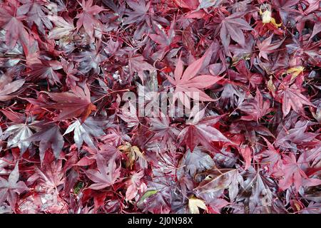 Acero ventilatore (Acer palmatum), foglie in rosso autunno colorazione Foto Stock