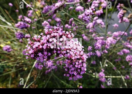 Verbena Patagoniana (Verbena bonariensis, SYN.: Verbena inamoena), anche verbena argentina. Foto Stock