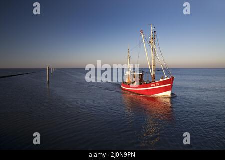 Taglierina per gamberetti di fronte all'ingresso del porto di Neuharlingersiel, bassa Sassonia, Germania, Europa Foto Stock