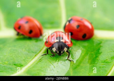 Tre ladybugs sulla foglia verde Foto Stock