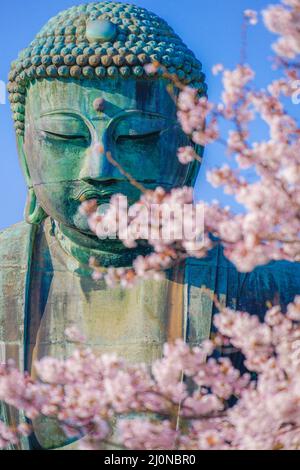 Sakura del Grande Buddha di Kamakura e piena fioritura Foto Stock