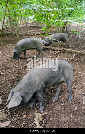 Regno Unito, Inghilterra, West Country, Devonshire. Grande maiale britannico di razza rara nera con orecchie lop. L’unico maiale nero della Gran Bretagna. Foto Stock