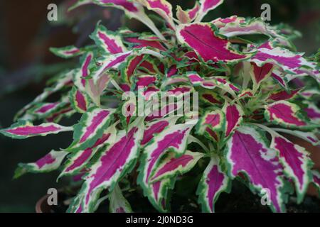 Foglie di piante di ibridi coleus Foto Stock