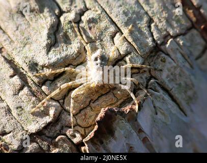 Un ragno ben mimetinato sulla corteccia di un albero di betulla. Sembra un ragno granchio. Foto Stock