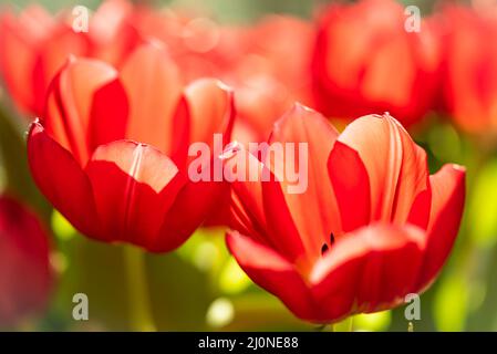 Primo piano di un bouquet di tulipani rossi alla luce del sole su un tavolo Foto Stock