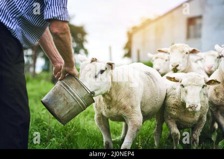 Dare alle sue pecore la buona roba. Scatto ritagliato di un coltivatore che alimenta pecore su una fattoria. Foto Stock