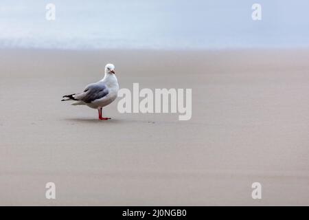 Rosso-fatturati gabbiano (Chroicocephalus scopulinus) Foto Stock