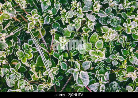 Foglie di erba verde ricoperte di gelo in una fredda mattinata autunnale, una vista ravvicinata dall'alto Foto Stock