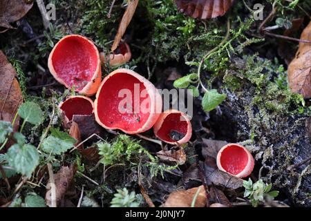 Coppa di sciarpe, Sarcoscopypha coccinea, (Peziza coccinea) che cresce abbondantemente in boschi di muschio in inverno Swabian Alb, Baden-Wuerttemberg, Germania, UE Foto Stock