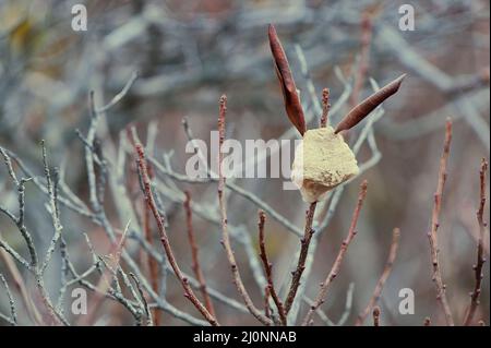 Custodia per uova di Mantis in preghiera Foto Stock