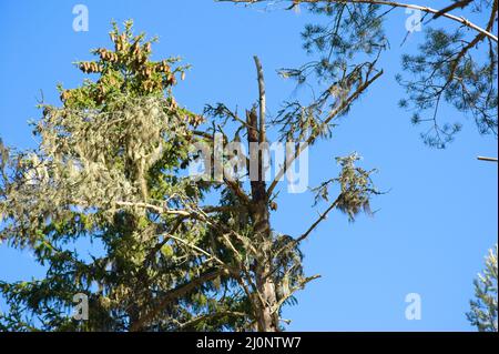 La primavera è proprio dietro l'angolo nella foresta con un sacco di sole e temperature calde. Foto Stock