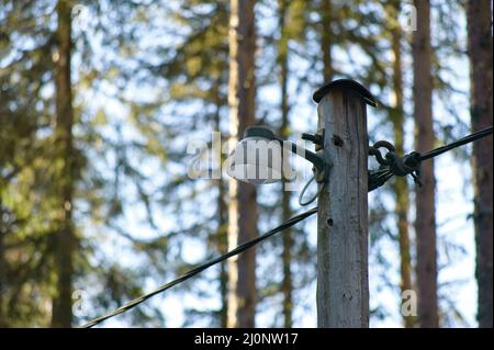 La primavera è proprio dietro l'angolo nella foresta con un sacco di sole e temperature calde. Foto Stock