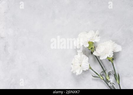 Tavola bianca dei fiori del garofano. Alta qualità e risoluzione bellissimo concetto di foto Foto Stock