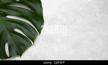 Vista dall'alto della foglia monstera con spazio di copia. Alta qualità e risoluzione bellissimo concetto di foto Foto Stock