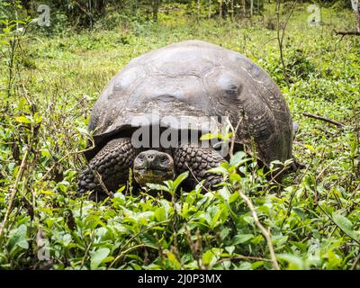 Tartaruga gigante Galapagos, Isla Santa Cruz, Galapagos, Ecuador Foto Stock