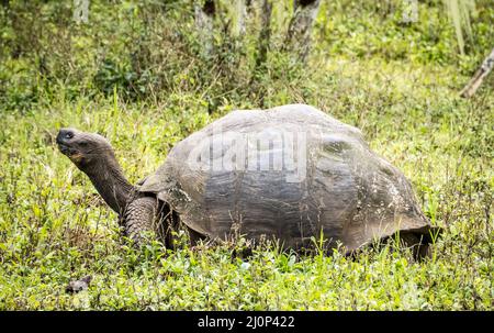 Tartaruga gigante Galapagos, Isla Santa Cruz, Galapagos, Ecuador Foto Stock