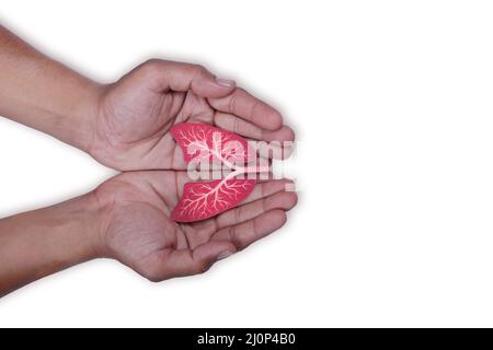 Mani che tengono i polmoni, giorno della tubercolosi mondiale, giorno del tabacco mondiale no, cancro polmonare, ipertensione polmonare, polmonite, bpco, eco inquinamento atmosferico, organo donati Foto Stock