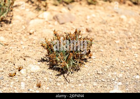 Fuoco selettivo su un grumo di erba che è mangiato da uno sciame di locusta marrone. Foto Stock