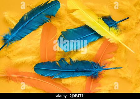 Vista dall'alto, carnevale con piume multicolore. Alta qualità e risoluzione bellissimo concetto di foto Foto Stock