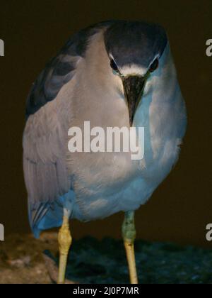 Heron, Parco Ibirapuera, São Paulo, Brasile Foto Stock