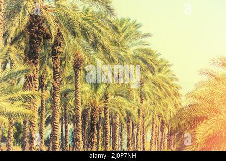 Piantagione di palme da dattero. Paesaggio tropicale vintage. Bella natura esotica Foto Stock