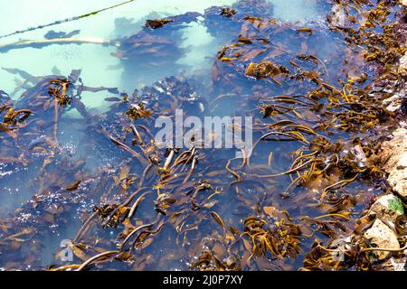 Kelp di mare nelle acque limpide dell'oceano Atlantico sulla costa occidentale del Sud Africa. Foto Stock