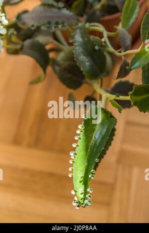 Foglia riproduttiva della pianta di casa Kalanchoe daigremontiana - Goethe pianta Foto Stock