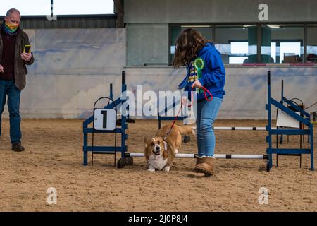 East Lothian, Scozia, Regno Unito, 20th marzo 2022. Fun Dog Show: La beneficenza Muirfield Riding Therapy ospita un divertente spettacolo di cani nella sua arena. Nella foto: I cani hanno la possibilità di provare un corso di agilità come una chidea conduce il suo Corgi sopra un salto di ostacolo Foto Stock