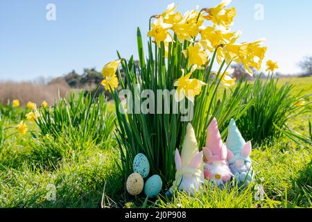 I Gonks di Pasqua e le uova di Pasqua di fronte ad alcuni daffodils selvaggi in una giornata di primavera luminosa e soleggiata Foto Stock